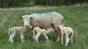 ewe with triplets 2014