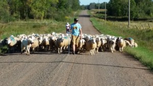 moving sheep