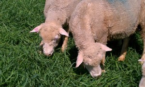 vegetative pasture sheep grazing